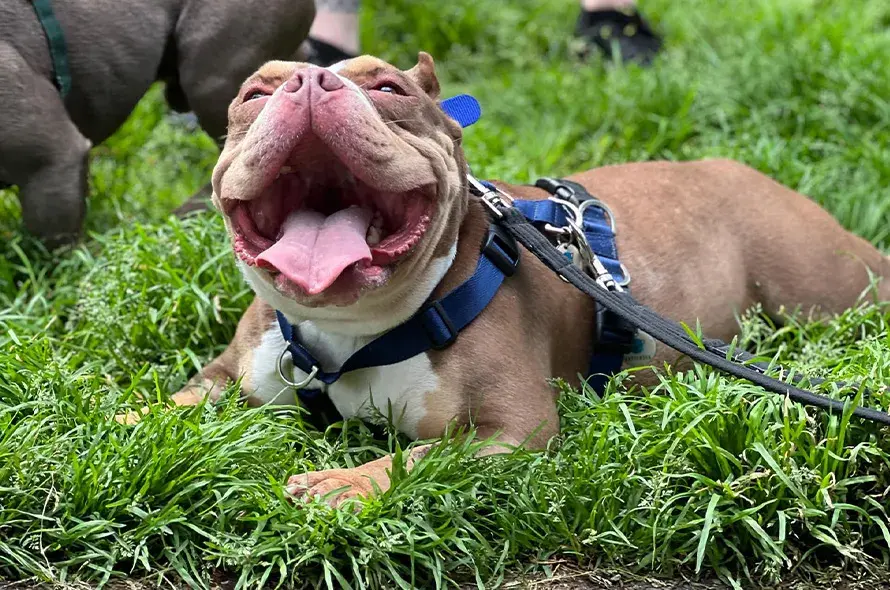 Bulldog smiling, laying in the grass