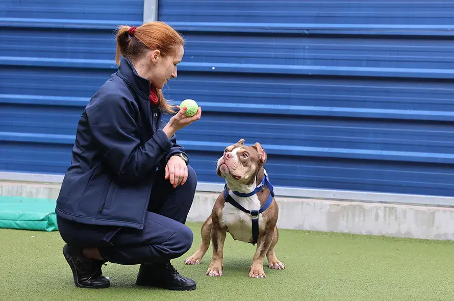 Bulldog standing and waiting for handler to throw tennis ball