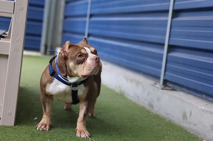 Bulldog standing in paddock