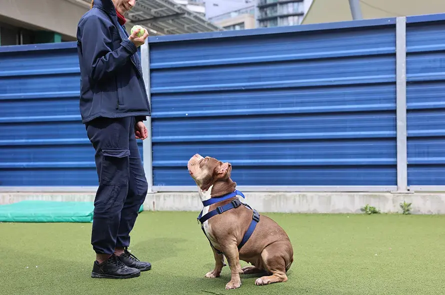 Bulldog waiting for handler to throw tennis ball