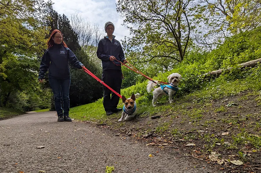 Mango and friend on a walk