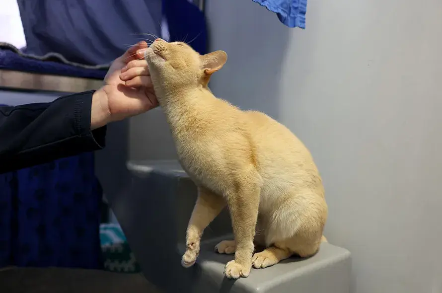 Ginger cat being stroked