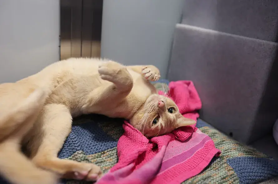 Ginger cat laying on back