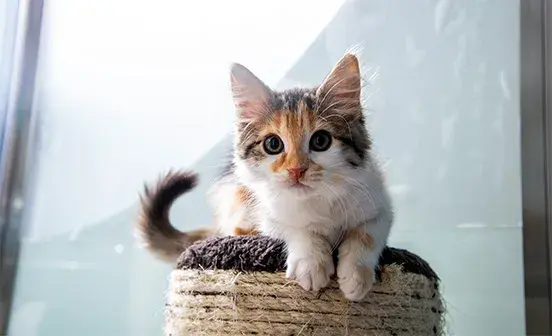 Kitten on top of a scratching post