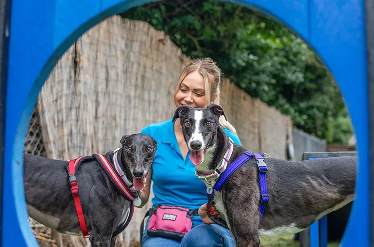 Two Greyhounds looking at the camera 