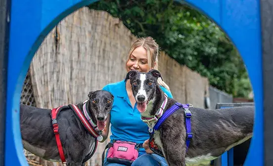 Two Greyhounds looking at the camera 