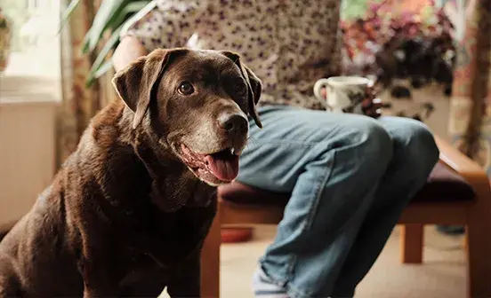 Chocolate Labrador sitting in a home