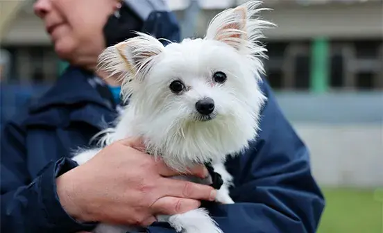 Small white dog being carried 