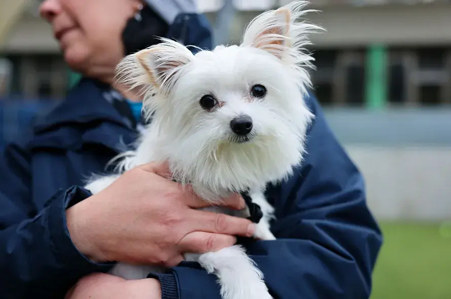 Small white dog being carried