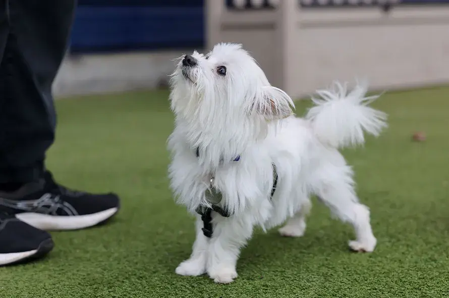 Small white dog looking up at handler