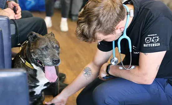 A vet reaching for a dog's paw