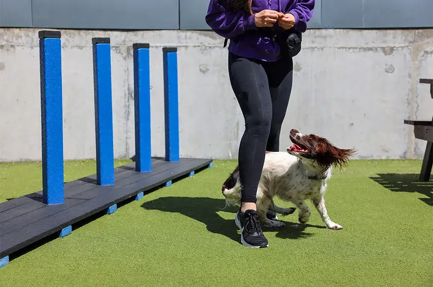 A dog enjoying an agility course