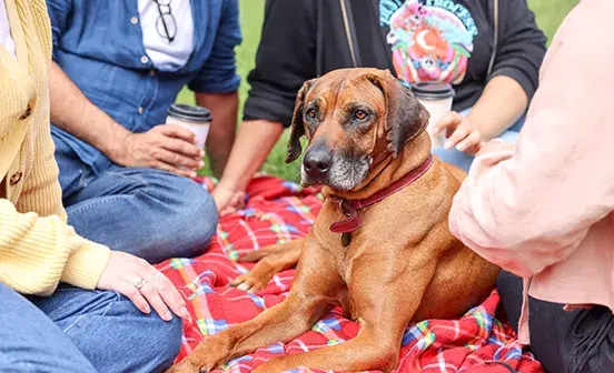 People sitting with a dog on a picnic blanket