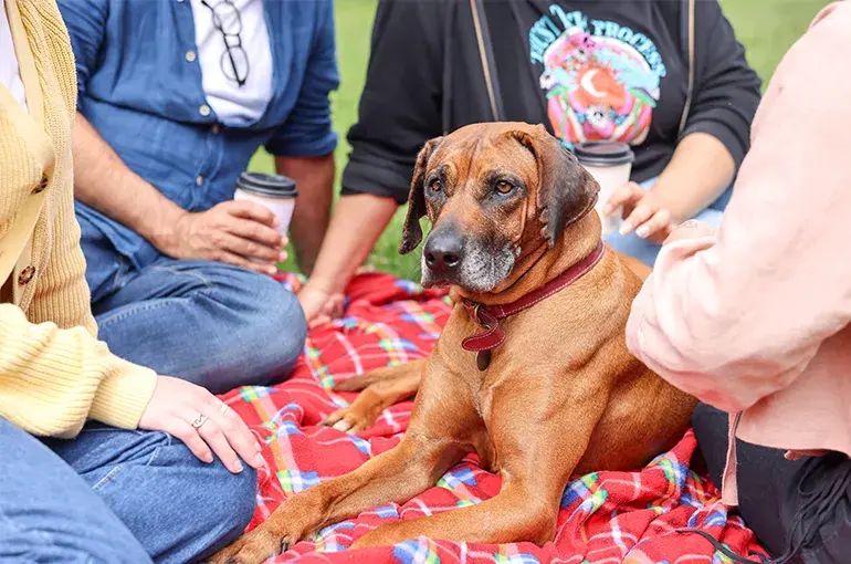 People sitting with a dog on a picnic blanket