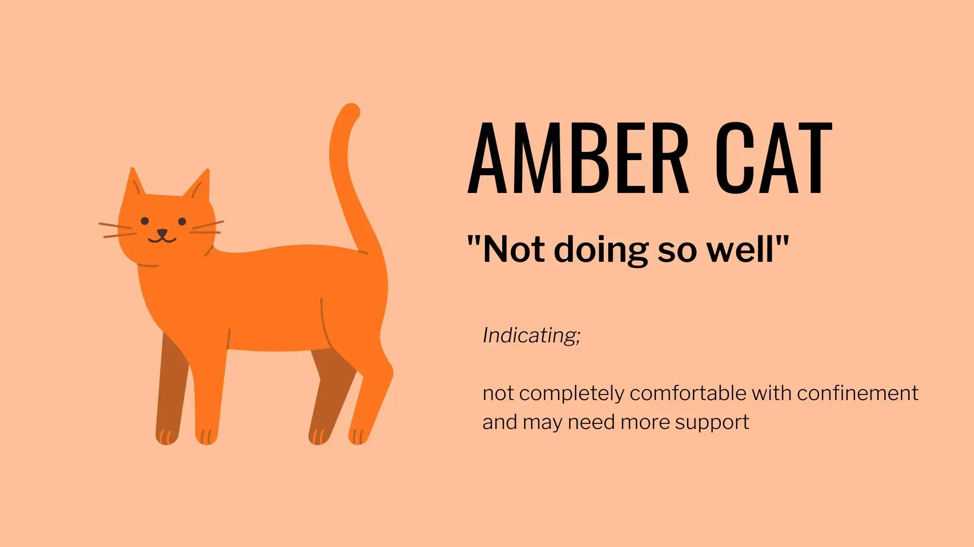 Amber Cat Graphic