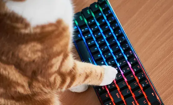 A cats paw on a keyboard