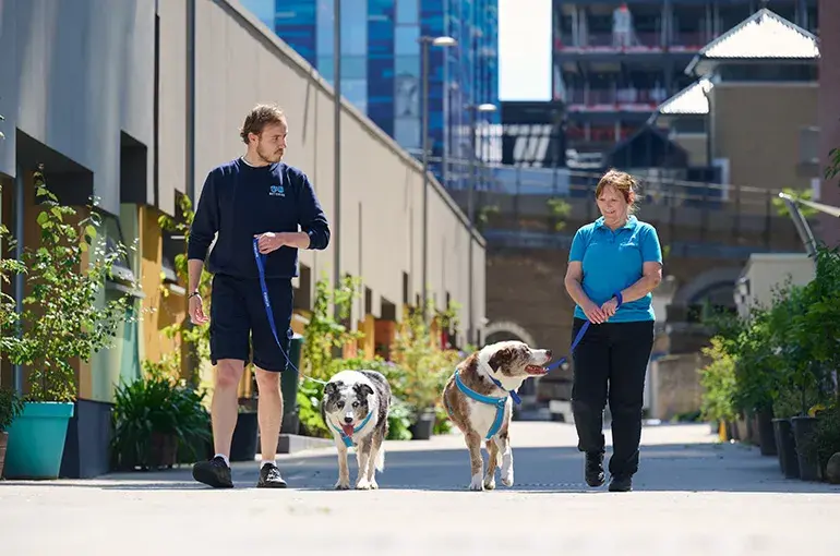 Two collies being walked by members of staff
