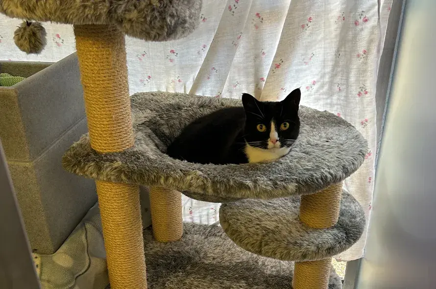 A black and white cat laying down in a grey cat tower