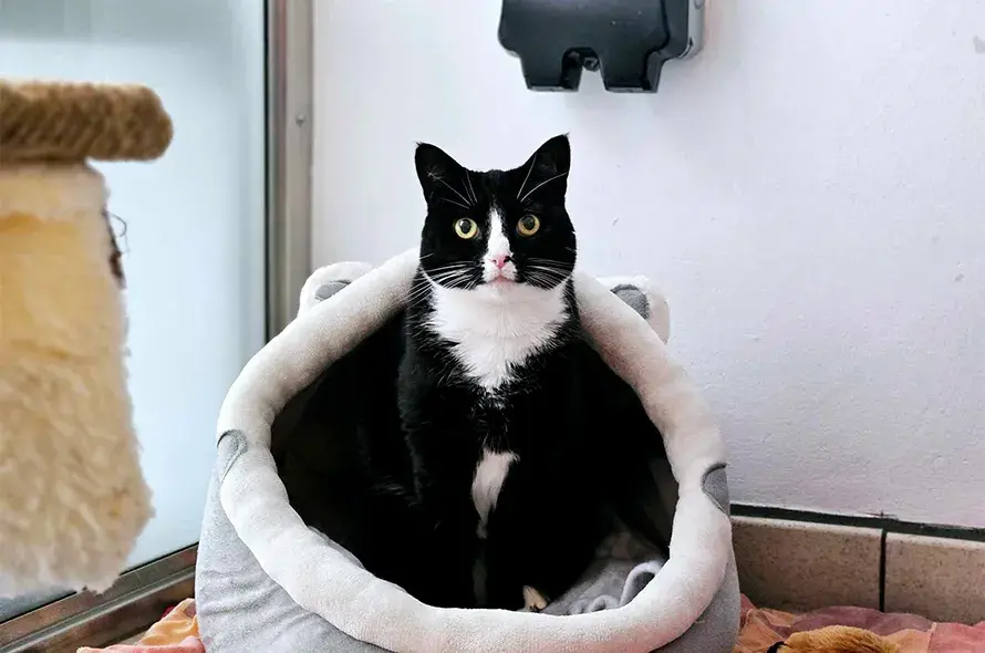 A black and white cat laying in a grey cat bed
