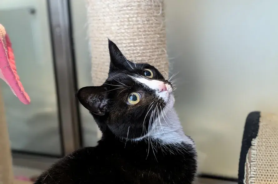 A black and white cat looking up to the side