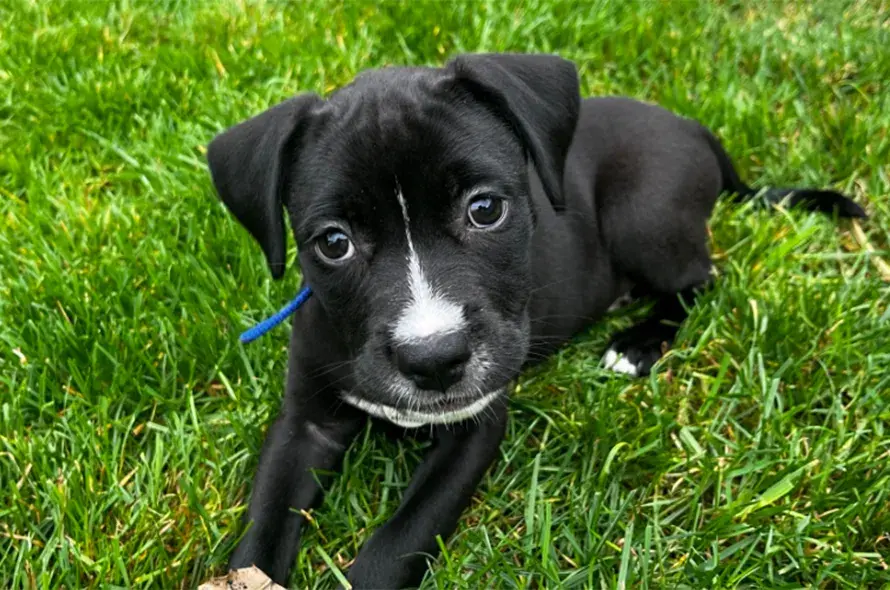 A black and white dog laying on the grass