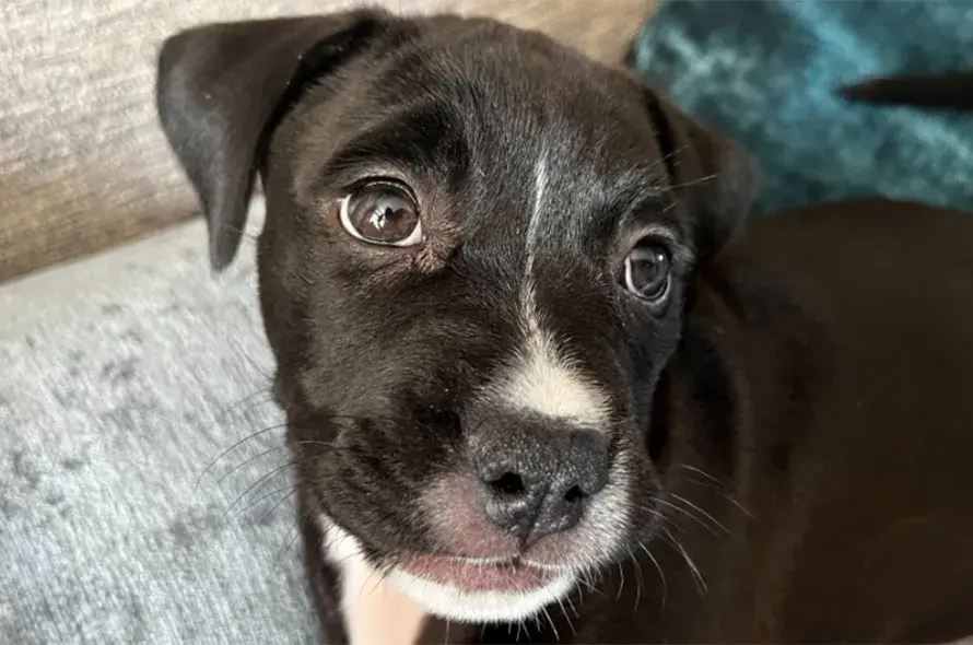 A black and white dog looking at the camera
