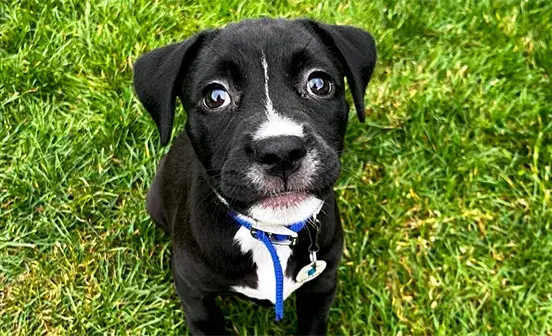 A black and white dog sitting on the grass