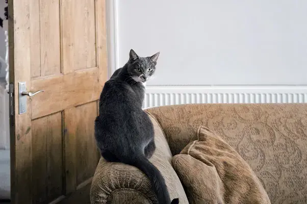 Grey cat sat on arm of a sofa