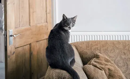 Grey cat sat on arm of a sofa