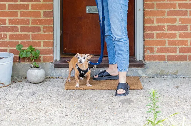 Small dog coming out of door of a house