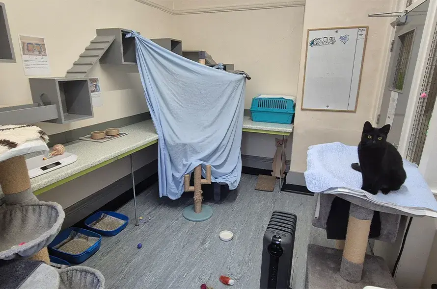 A cat sitting comfortably on a bed in a cosy room, surrounded by soft bedding and warm lighting