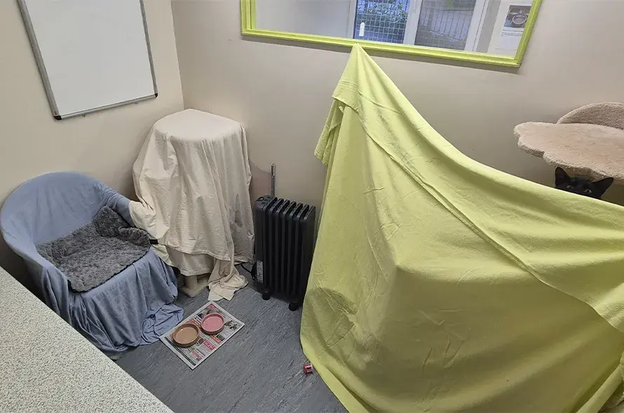 A room containing a bed, chair, table, blanket, mirror, and a cat peeking out behind the blanket