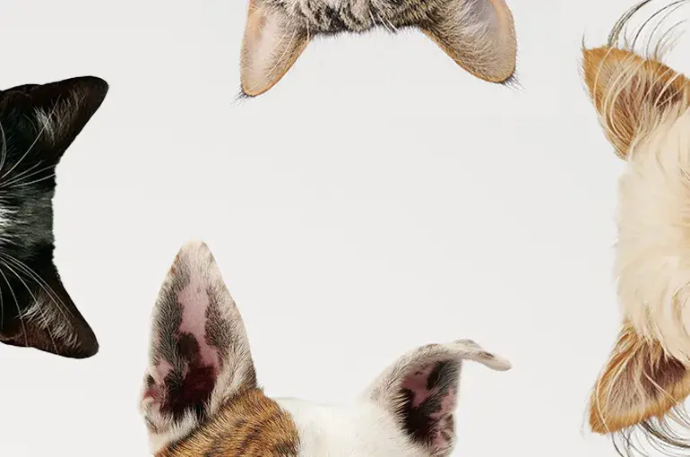 Various cat and dog ears in a circle
