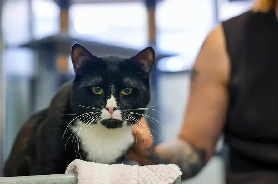 Rusty a black and white cat looking into the camera sitting down