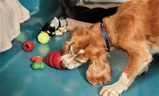 Spaniel playing with kong