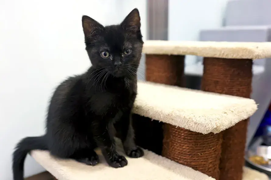 Small black kitten sitting on stairs in cattery 