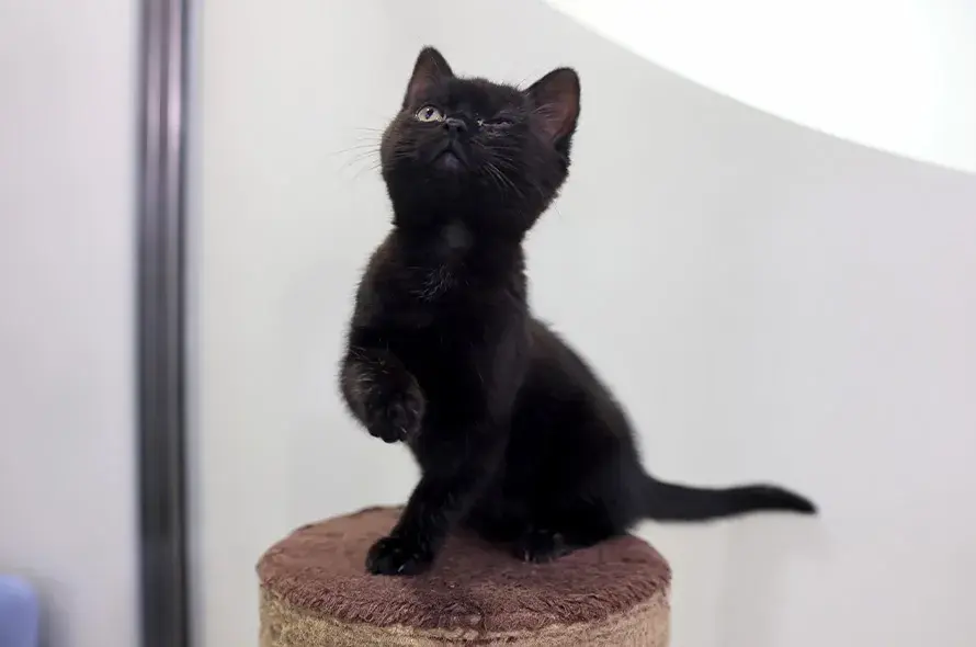 Black kitten sat on cat tower