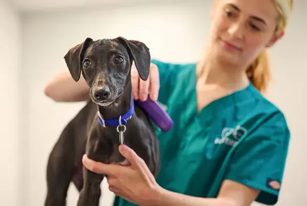 Dog's microchip being scanned with a device by Battersea vet clinic staff member