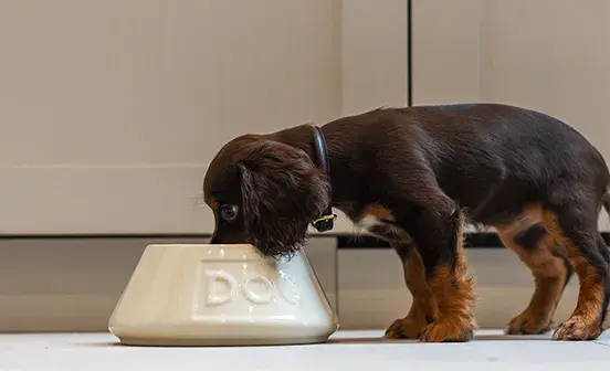 Puppy drinking out of water bowl