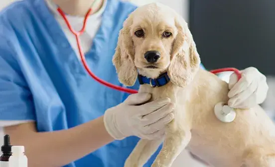 Puppy in the vets for health check up
