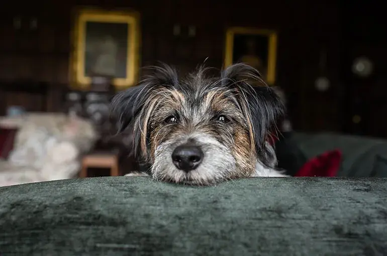 Ex-Battersea dog Tess inside a Scottish manor house sitting on a on a green velvet sofa with her head on top of it looking into the camera
