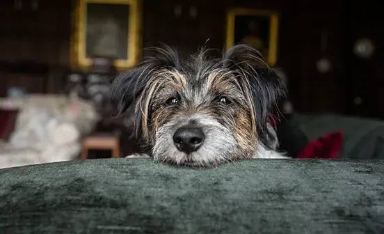 Ex-Battersea dog Tess inside a Scottish manor house sitting on a on a green velvet sofa with her head on top of it looking into the camera