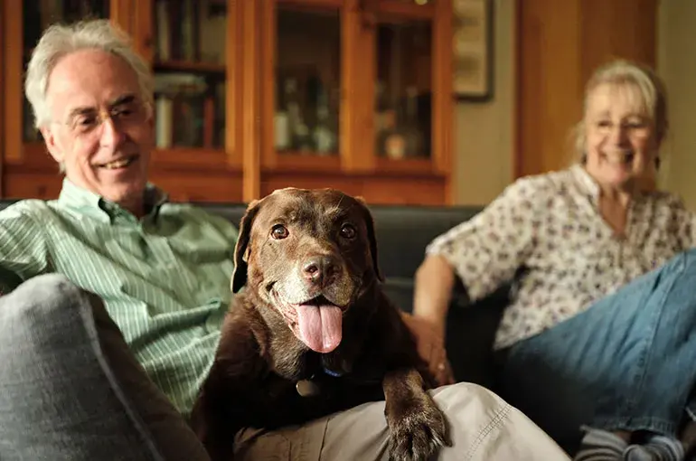 Chocolate labrador lying on a sofa with his two owners and looking towards the camera with his tongue out
