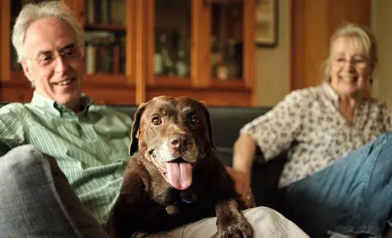 Chocolate labrador lying on a sofa with his two owners and looking towards the camera with his tongue out