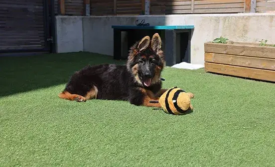 A German Shepherd dog lying on green grass, playing with a colourful toy beside it