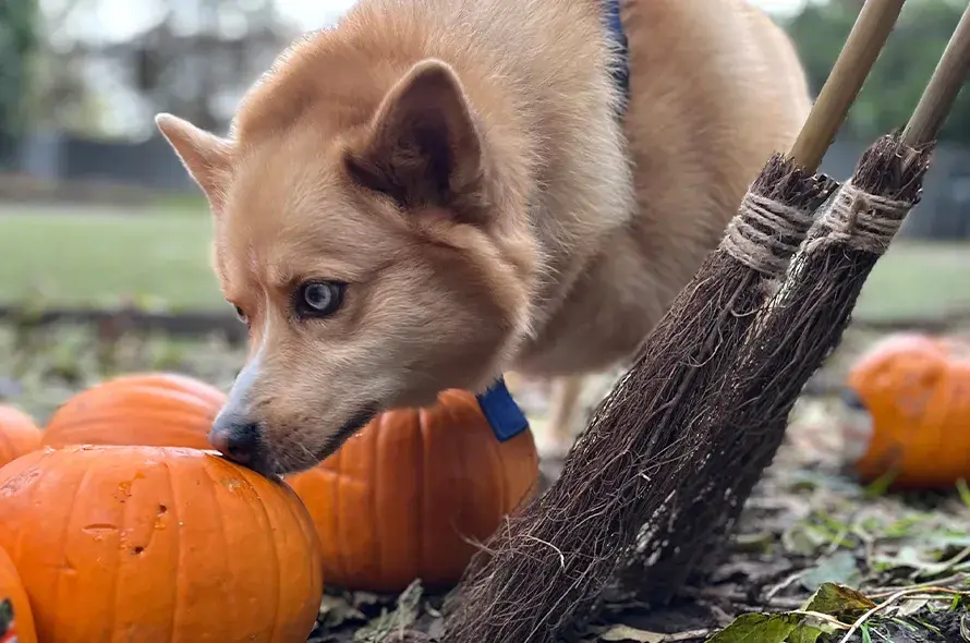 Husky cross sniffing pumpkins