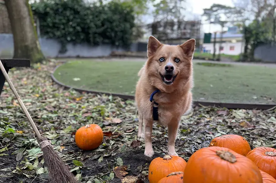 Husky cross in a pumpkin patch