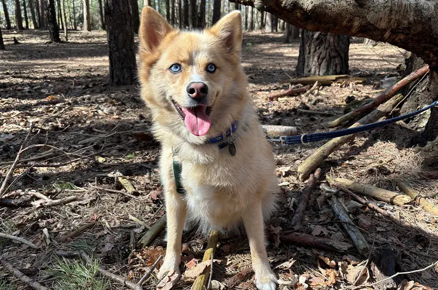 Husky cross in the woods