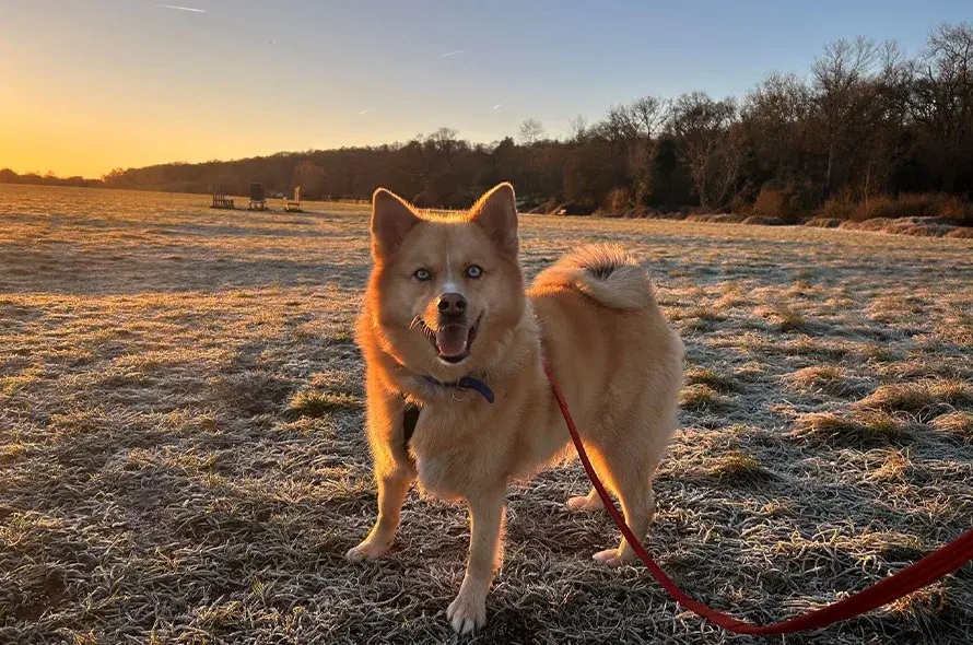 Husky cross in a frosty field with the sunrise in the background